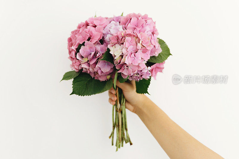 Hand holding pink and purple hydrangea flowers. Happy mothers day or womens day. Hydrangea bouquet in woman hand on background of white wall. Wedding floristics